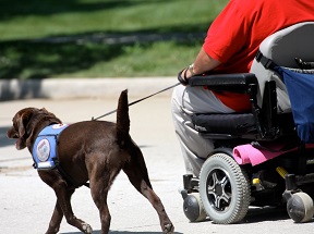 service dog on leash held by man in wheelchair